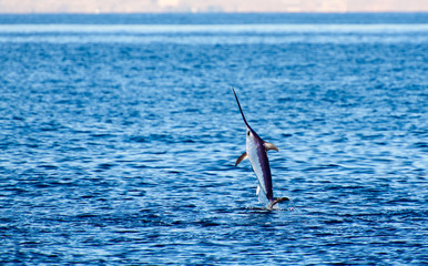 swordfish jumping in the water