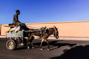 mule harnessed to a cart