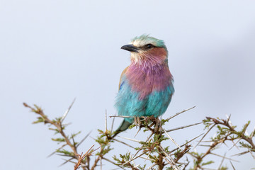African Lilac-breasted Roller taken on safari