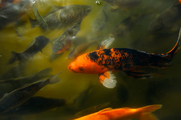 goldfish in the pond