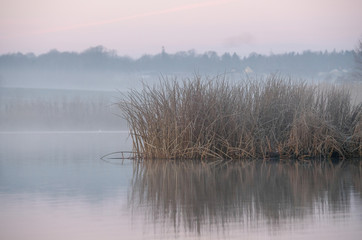 reeds with frost mirrored in the water early winter morning