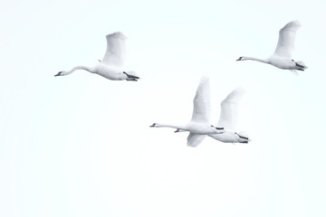 four swans flying against a light background