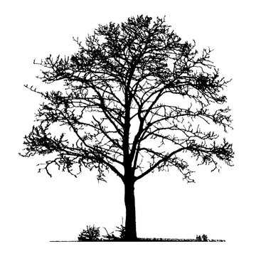 Realistic tree silhouette (Vector illustration). Ai10