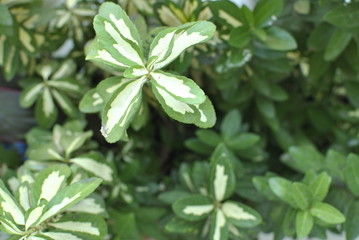Fototapeta na wymiar fresh basil leaves on white background