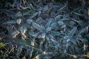 frost on a thorny plant