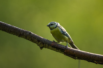 bird on a branch