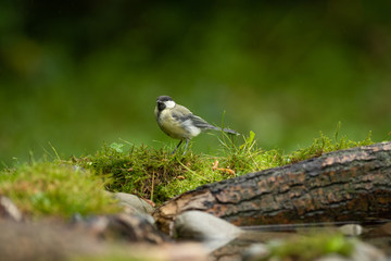 Great tit on branch