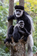 Black and White Colobus Monkey with baby in Africa