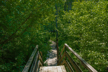The path to the forest on a wooden bridge