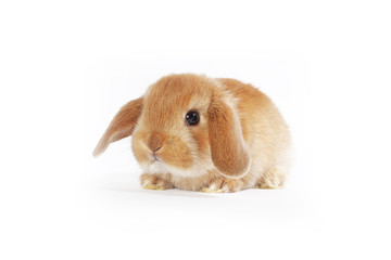 Orange bunny. Super cute lop dwarf rabbit on isolated white background.