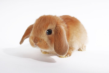 Orange bunny. Super cute lop dwarf rabbit on isolated white background.