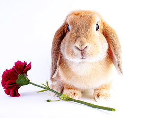 Orange bunny. Super cute lop dwarf rabbit on isolated white background.