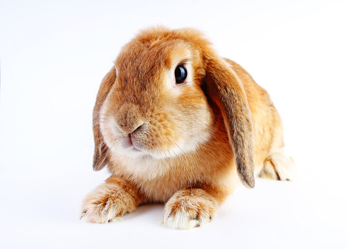 Orange rabbit bunny. Super cute lop dwarf rabbit on isolated white background.
