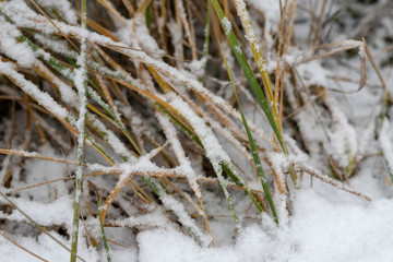 Grass covered with fresh snow. Withered grass in the forest.