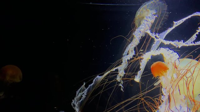 Jellyfish - Chrysaora Belvola - at Kamon Aquarium, Japan.