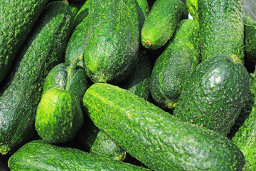 Green raw cucumber whole healthy vegetable diet food low kcal