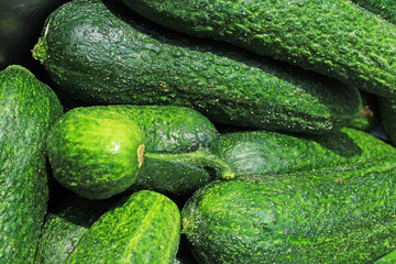 Green raw cucumber whole healthy vegetable diet food low kcal