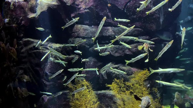 Sphyraena pinguis Gunther - Barracuda, Sea-pike. Group of fish in a vertical position with tilt-down camera movement. Fish at Kamon Aquarium, Japan.