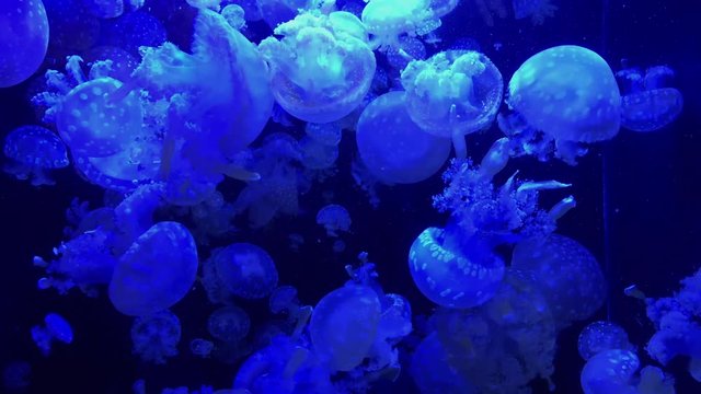 Jellyfish - Mastigias Papua - at Kamon Aquarium, Japan.