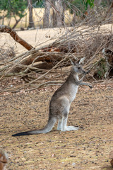 Grey kangaroo © Ilya Postnikov