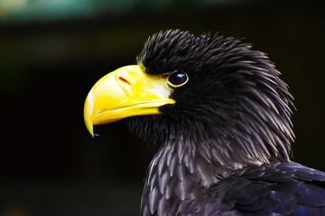 portrait of a Steller eagle