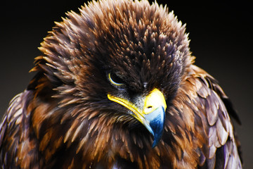 portrait of an eagle