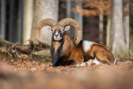 Mufflon