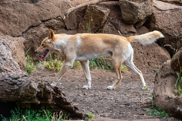 Dingo
