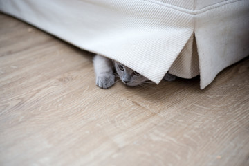 British kitten hiding under the couch