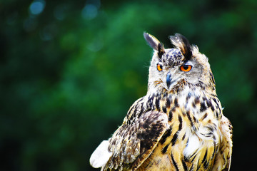 portrait of an eagle owl