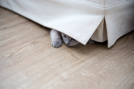 British Kitten Hiding Under The Couch