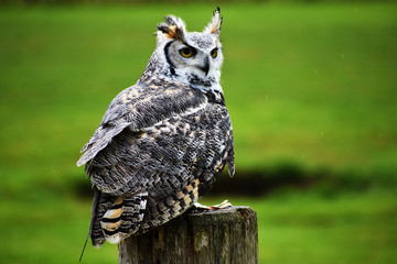 great horned owl