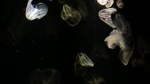 Jellyfish - Bolinopsis sp. - Phacellophora Chamtschatica - at Kamon Aquarium, Japan.