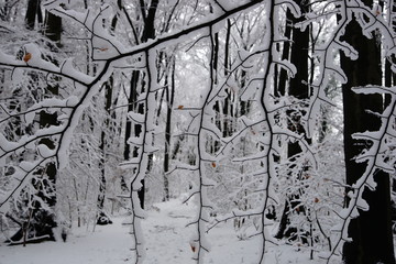 Winter,Schnee,Winterwald