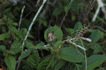 mariposa