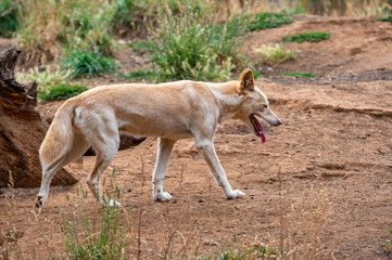 Fototapeta premium Dingo