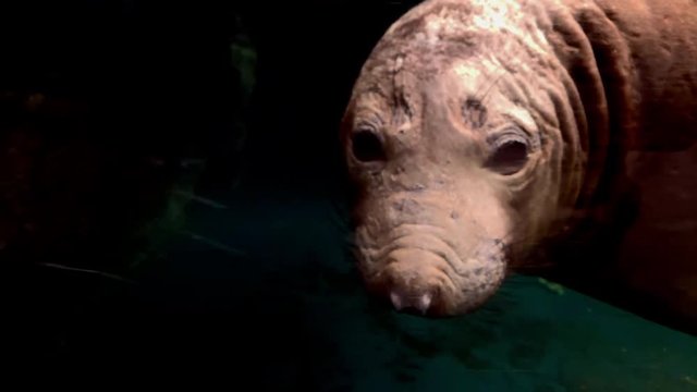 Mirounga angustirostris, Elephant seal at at Kamon Aquarium, Japan.