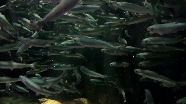 Shoal fish at Kamon Aquarium, Japan.