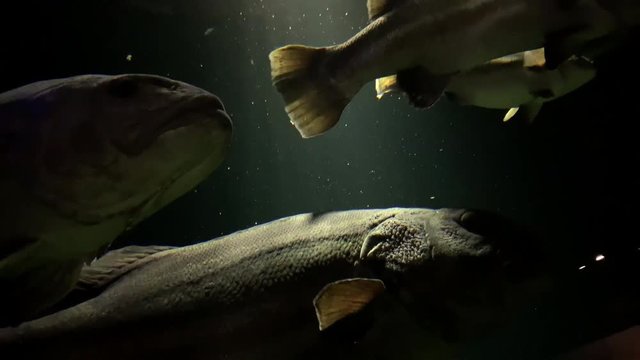 Stereolepis doederieini- Big fish, Striped jewfish at Kamon Aquarium, Japan.