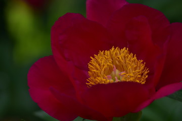 Closeup on red paeonia flower