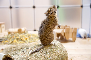 Koszatniczka aguti © Aruru