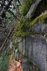 Moss on the wall