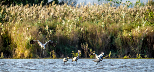 Eurasian cranes in the water. Common cranes or Eurasian crane, scientific name: Grus Grus, Grus Communis. Cranes Flock on the Lake at Sunrise.  Morning Landscape of Hula Valley Reserve. Israel.