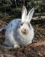 Snowshoe Hare Transitioning-winter to spring