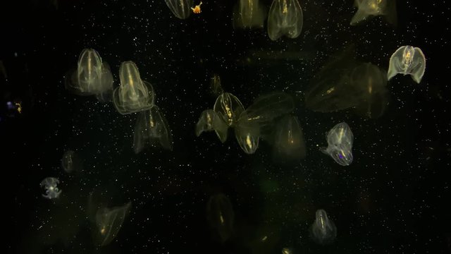 Jellyfish - Bolinopsis sp. - Phacellophora Chamtschatica - Beautiful background with transparent jellyfish at Kamon Aquarium, Japan.