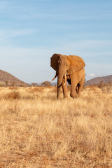 African elephant on safari