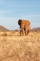 Muurstickers African elephant on safari © Heather