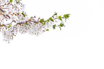 Obraz na płótnie Canvas White cherry blossoms bloom in spring
