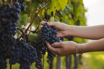 Obraz premium hand of a young woman touching Grapes during harvest in a vineyard