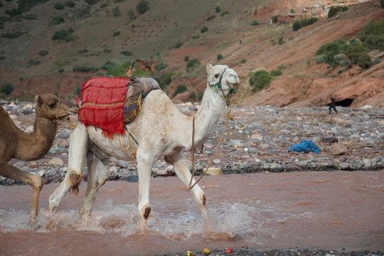 A Camel Fords A River